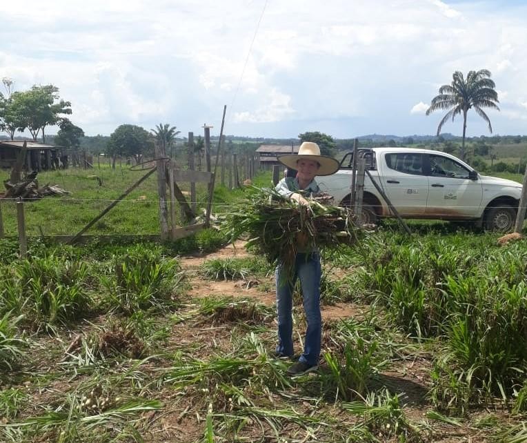 Empaer testa capim kurumi como alternativa para produtores de leite