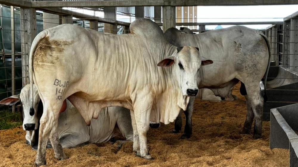Melhoramento genético impulsiona destaque dos equinos na agropecuária mato-grossense