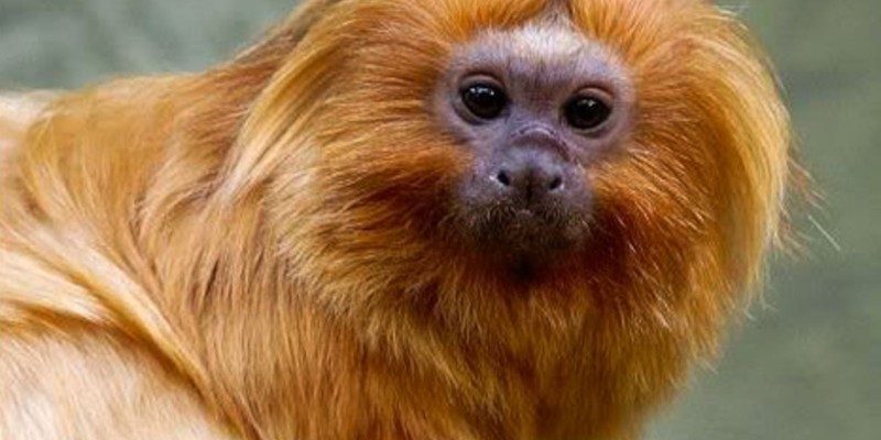 PF faz operação para coibir venda ilegal de animais silvestres em SP