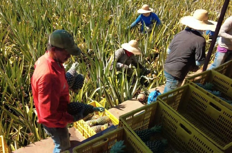 Produtor diversifica cultivo de abacaxi com a soja e resultado surpreende