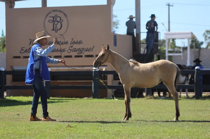 11ª Semana do Cavalo promete muita emoção com rodeio em cavalos no fim de semana