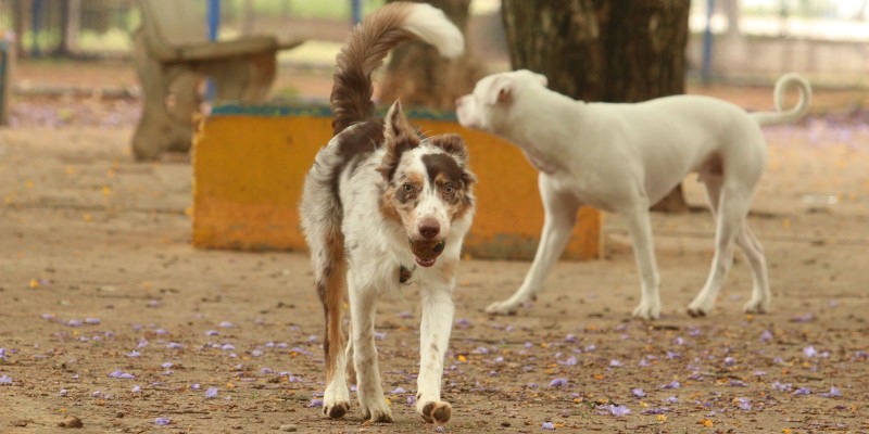 Experiência de vida muda comunicação entre cães e humanos, diz estudo