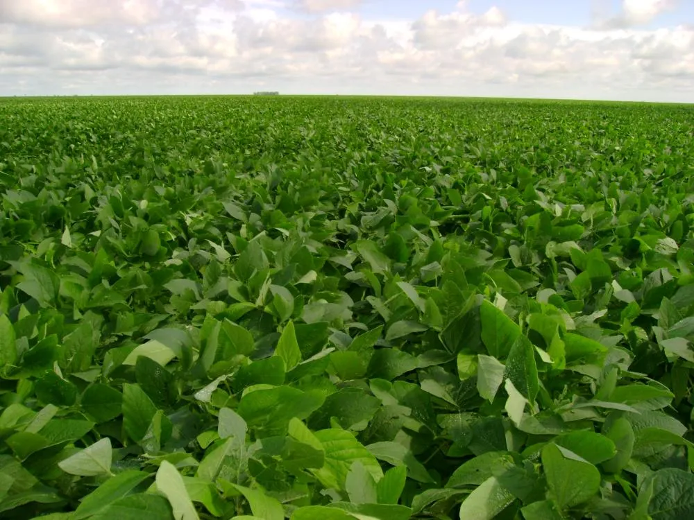 Aprosoja-MT recebe com cautela alteração do calendário do vazio sanitário e do plantio