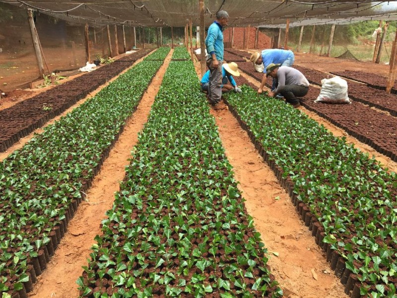 Parceria viabiliza 30 mil mudas de café para produtores de Tangará da Serra
