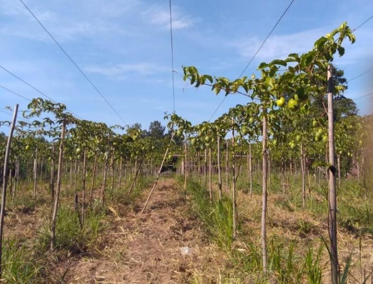 Comissão debate fomento à agricultura de baixo carbono