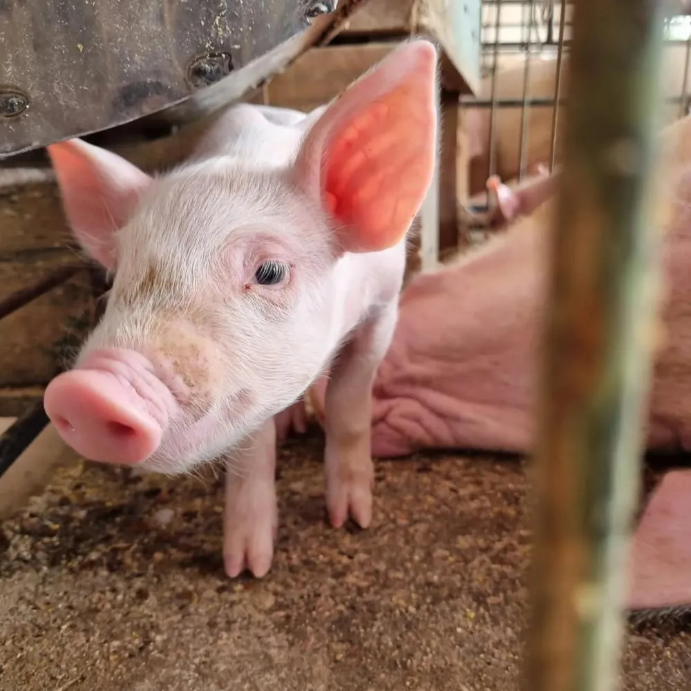 Acrismat e Sindifrigo pedirão prorrogação de incentivos para a suinocultura ao Governo do Estado 