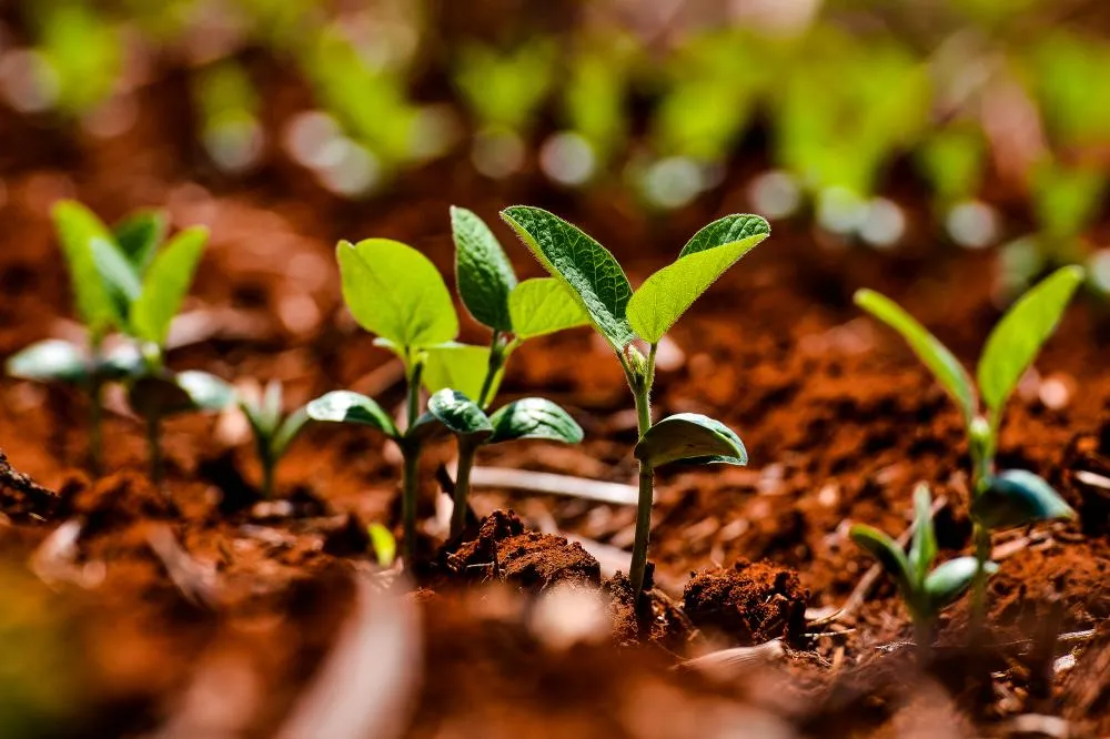 Adiamento do Plano Safra mostra incompetência e desorganização do governo federal, diz Aprosoja-MT