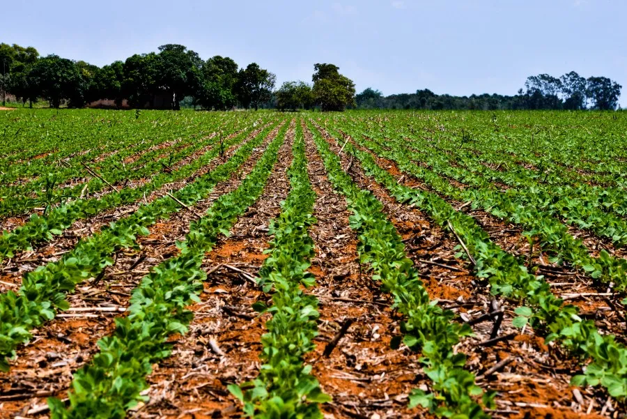 Governo Federal anuncia Plano Safra 2024/25 de R$ 400,59 bilhões