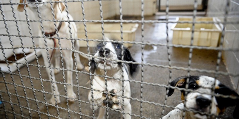 Animais são resgatados em feira clandestina em São Paulo