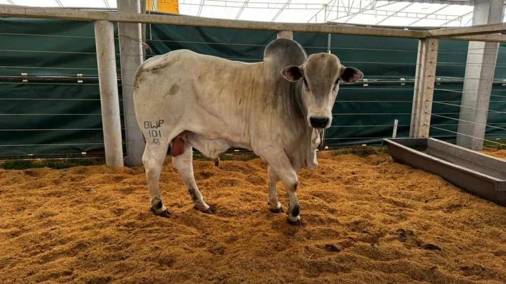 Show Safra Pecuária impulsiona economia regional