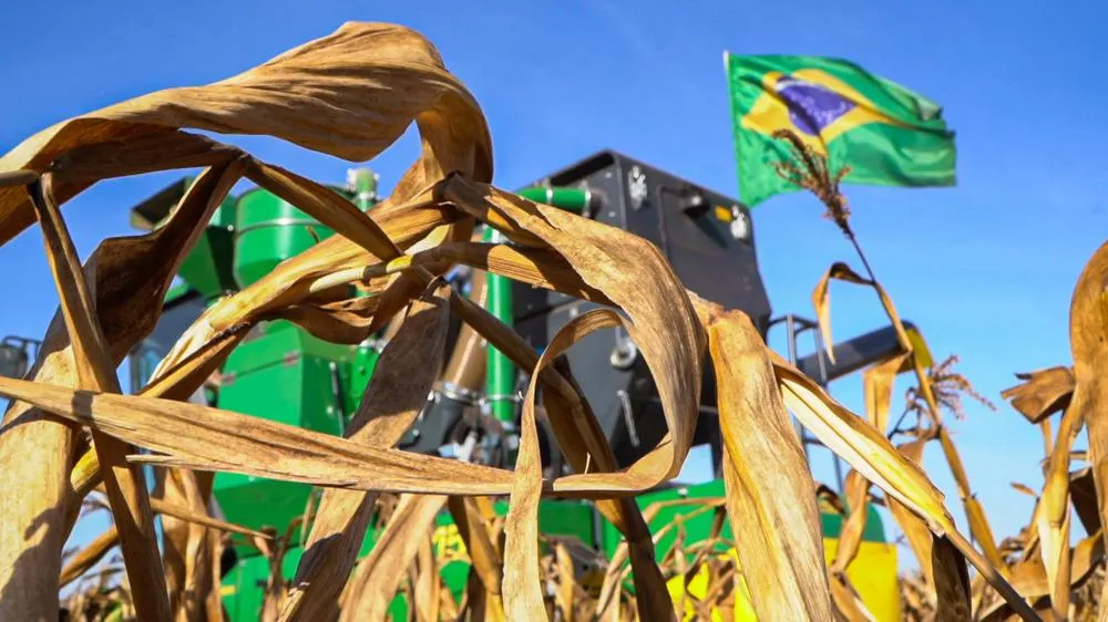 Safra de milho e algodão avança apesar de desafios climáticos e fitossanitários