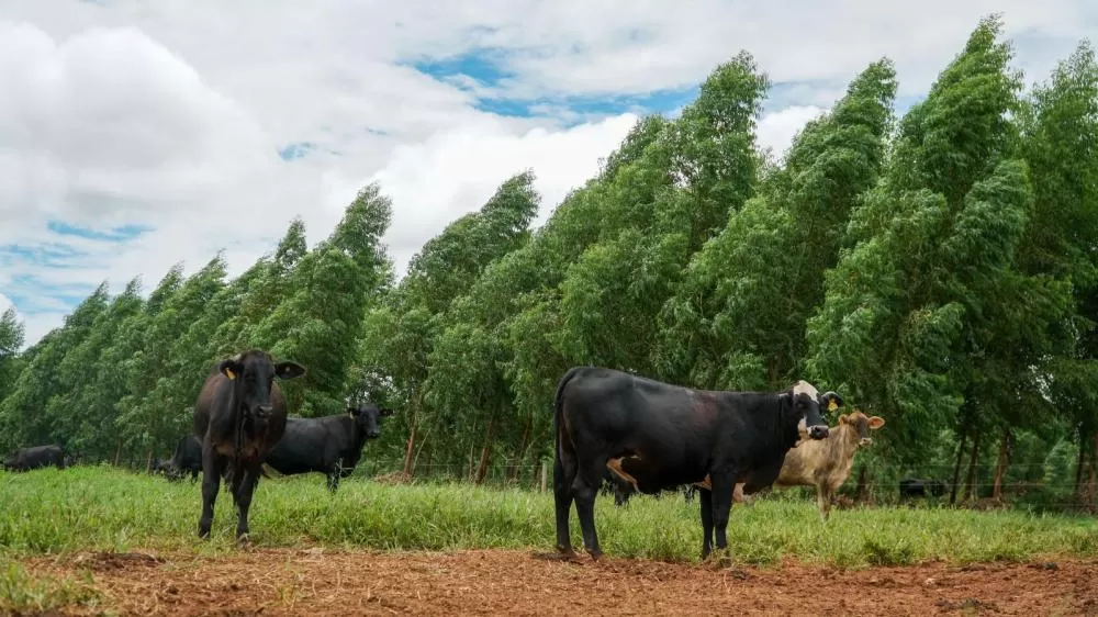 MT avança com programa inédito de sustentabilidade na produção de carne