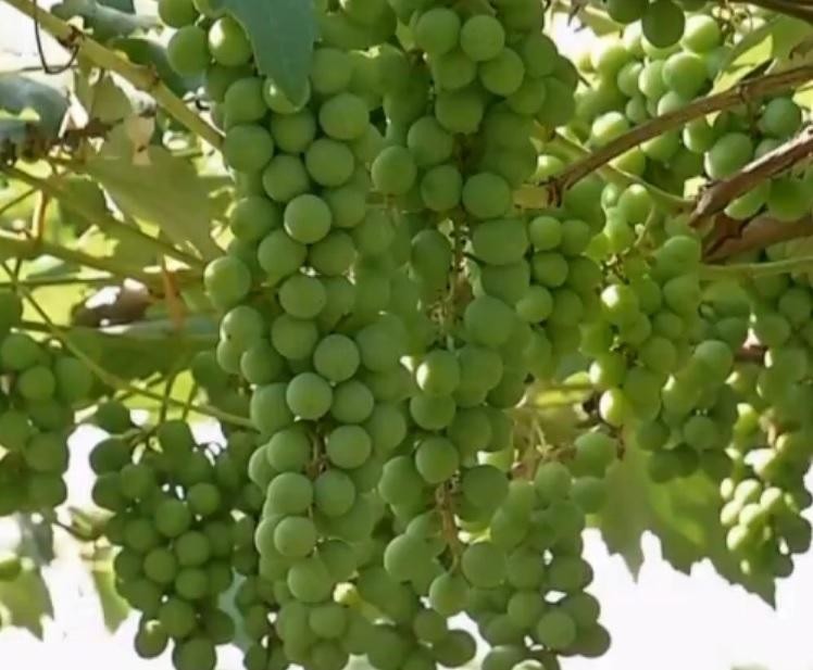 Dia de Campo sobre cultivo da uva Niágara terá parreiral de mais de 25 anos como referência