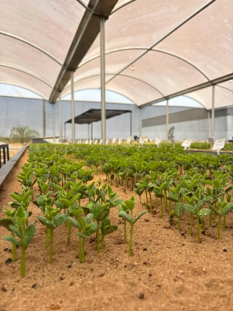 Fundação Rio Verde orienta produtores sobre cuidados com sementes para o início do plantio da soja