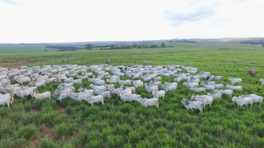 Escritórios Verdes JBS auxiliam produtores na regularização ambiental durante mutirão 