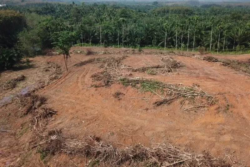 Justiça reconhece crime ambiental por desmate ilegal no Cerrado