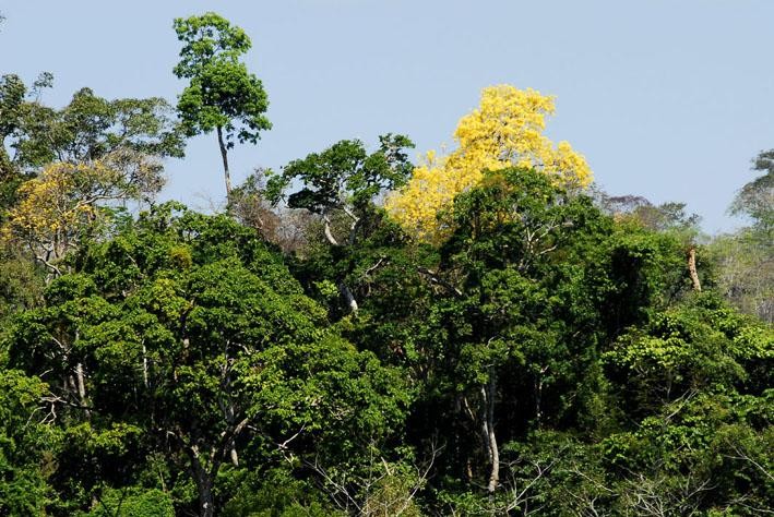 Mato Grosso reduziu em 30,6% os alertas de desmatamento nos últimos três meses