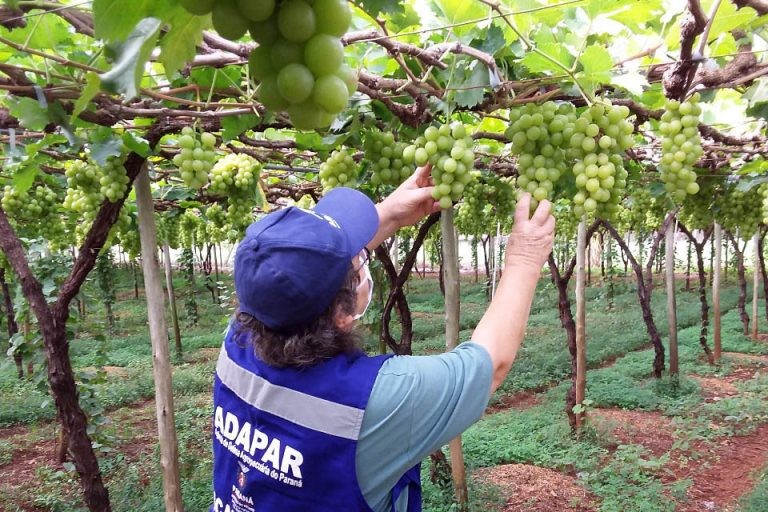 Comissão debate incentivo ao cultivo de uvas destinadas à produção de vinhos