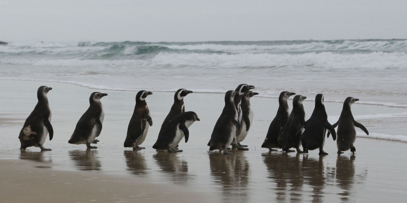 Número de pinguins na costa brasileira é 20% maior em 2021