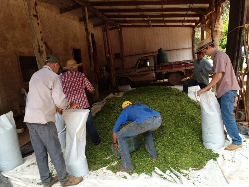 Silagem da rama da mandioca é apresentada como mais uma opção para o produtor durante estiagem