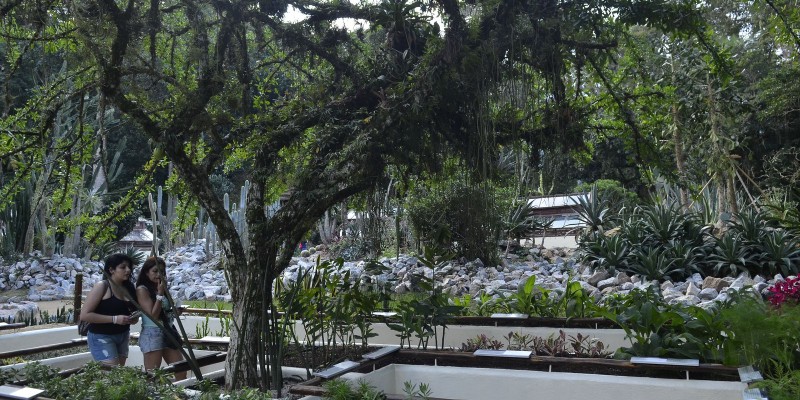 Jardim Botânico do Rio de Janeiro realiza a Semana do Bioma Pampa