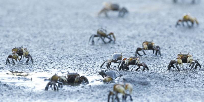 Supremo confirma decisões que suspenderam resoluções do Conama