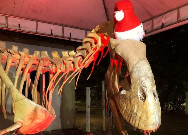Museu de História Natural recebe decoração natalina e estende horário de atendimento ao público