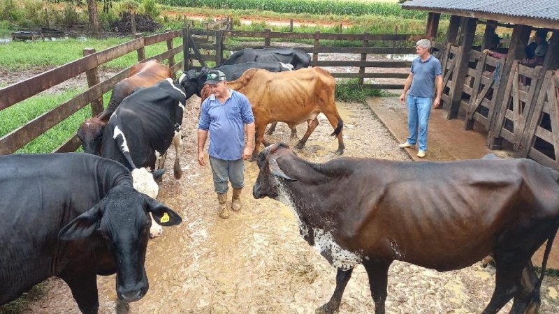 MT aposta em melhoramento genético para aumentar a produção leiteira