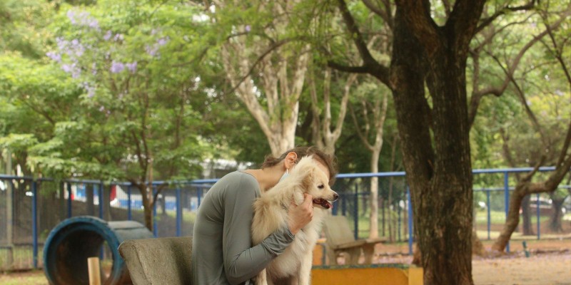 Entenda por que fogos de artifício assustam cachorros e gatos