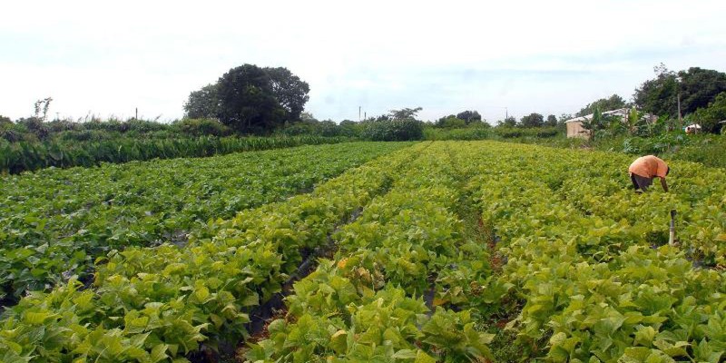 Portaria cria novo documento para agricultor familiar acessar o Pronaf
